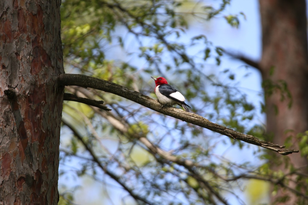Red-headed Woodpecker - ML635419891