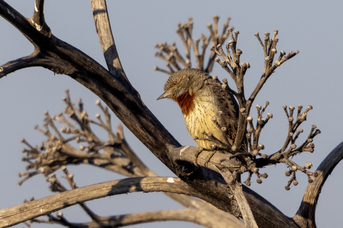 Red-throated Wryneck (Rufous-necked) - ML635419903