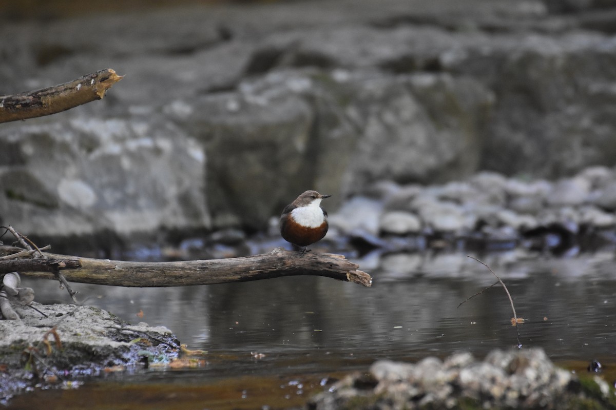 White-throated Dipper - ML635419940