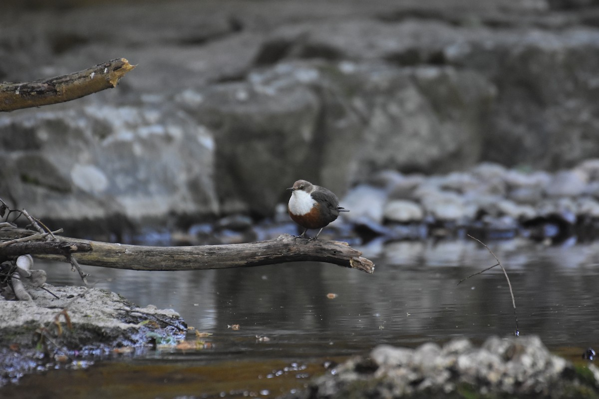 White-throated Dipper - ML635419941