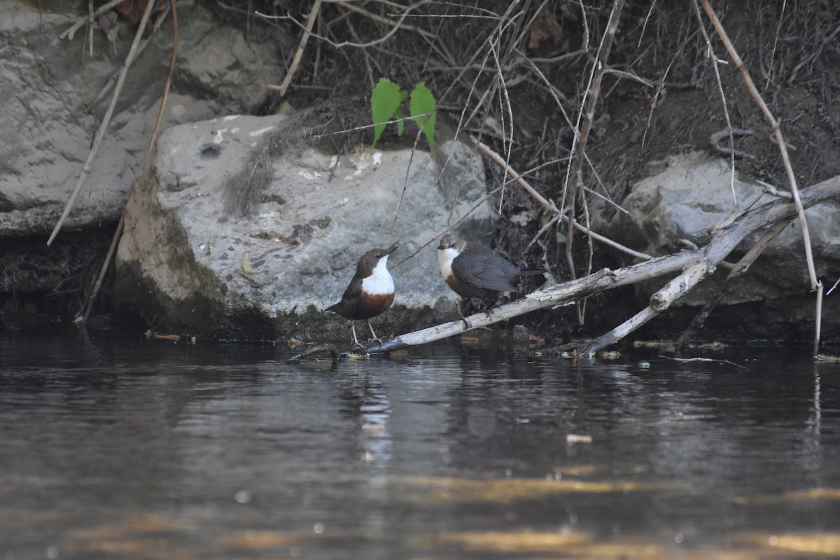 White-throated Dipper - ML635419943