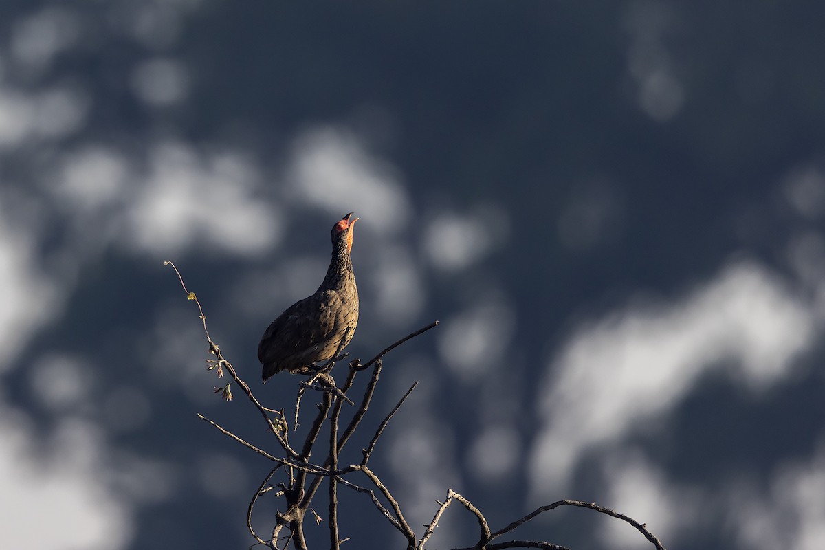 Swainson's Spurfowl - ML635419963