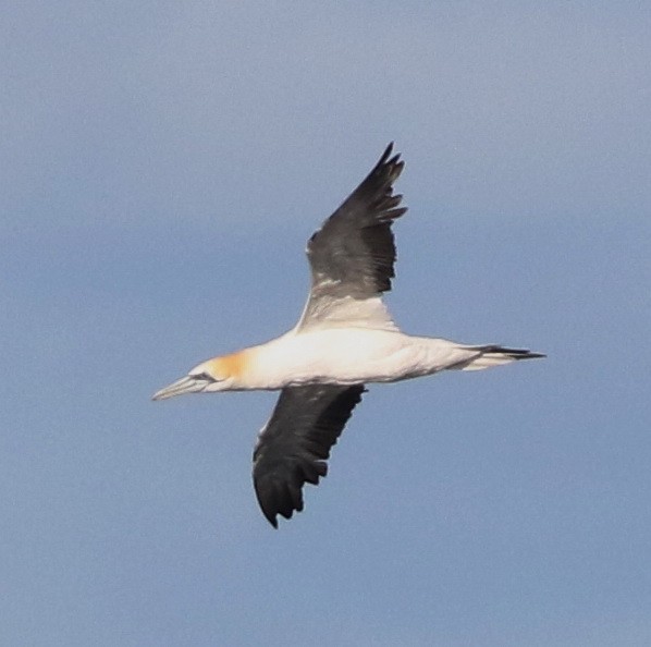 Australasian Gannet - ML635419967