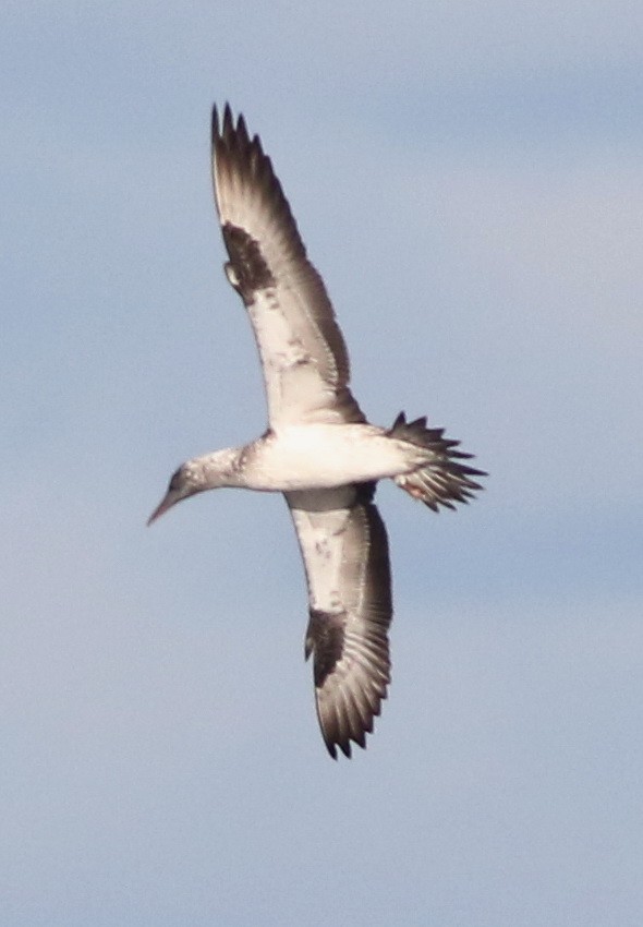 Australasian Gannet - ML635419968
