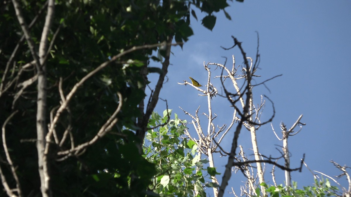 Indian Golden Oriole - ML635420119