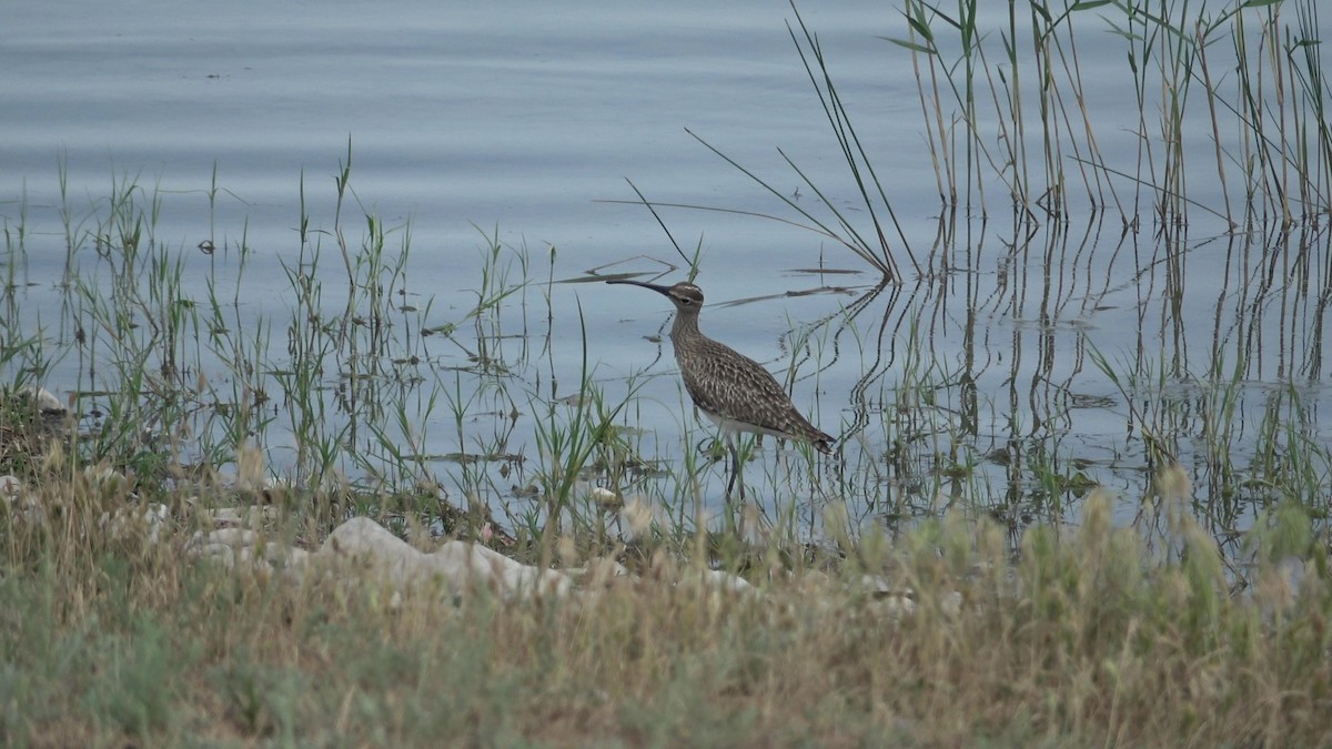 Eurasian Whimbrel - ML635420161