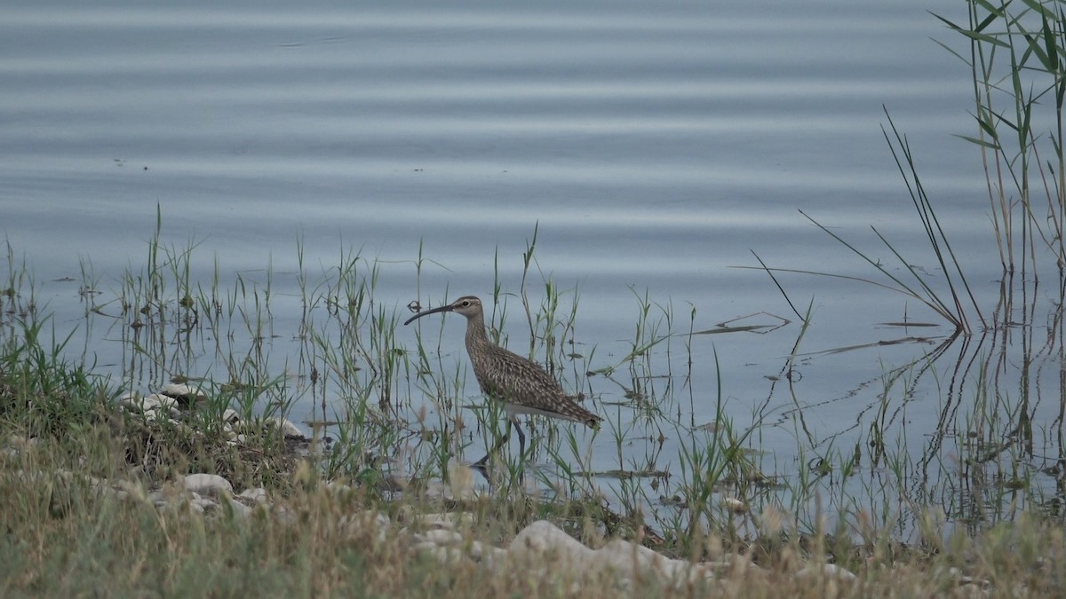 Eurasian Whimbrel - ML635420162
