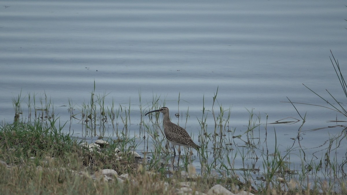 Eurasian Whimbrel - ML635420163