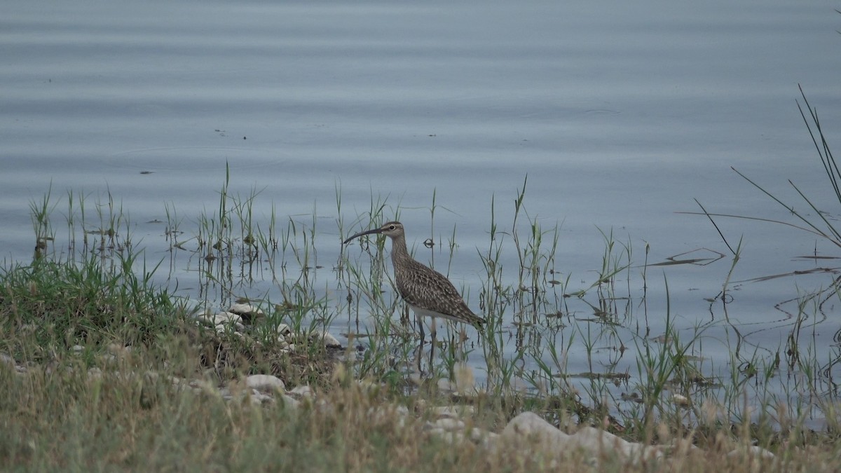 Eurasian Whimbrel - ML635420164