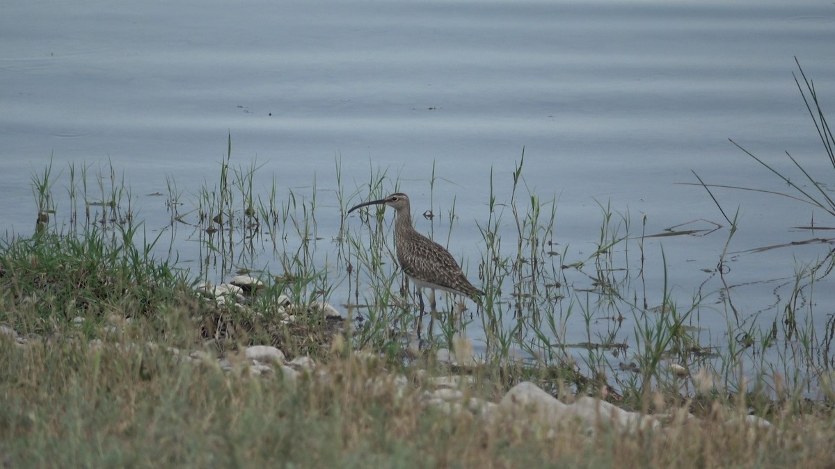 Eurasian Whimbrel - ML635420165