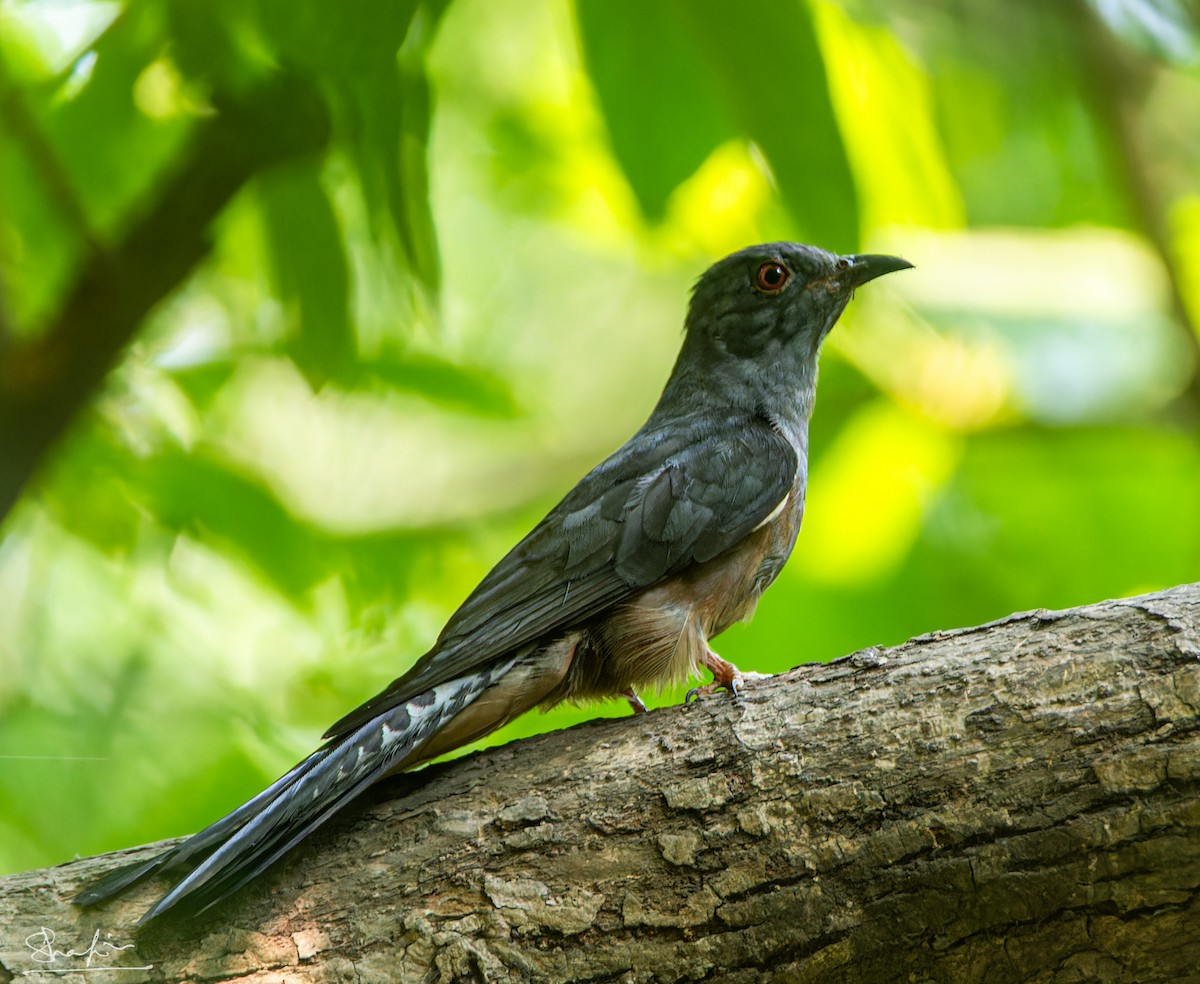 Plaintive Cuckoo - ML635420189