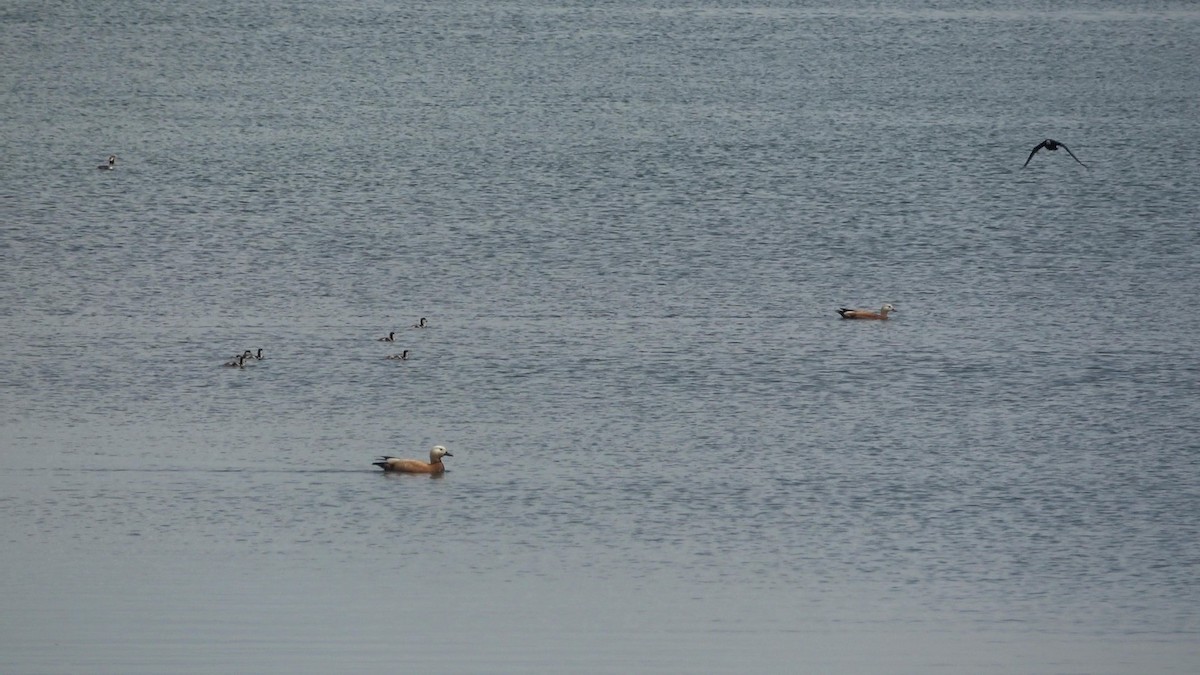 Хондон ангир - ML635420191