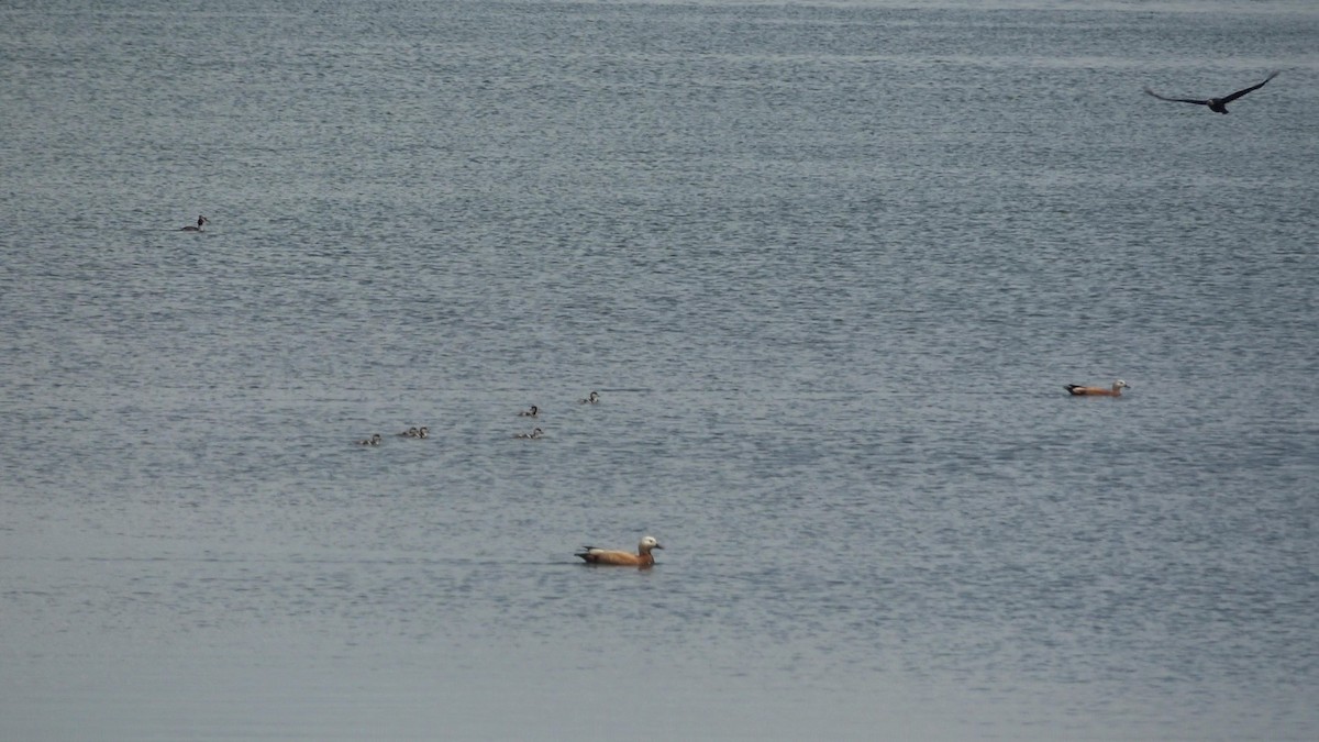 Хондон ангир - ML635420192