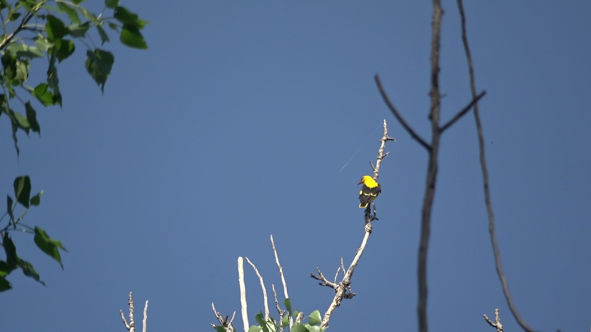 Indian Golden Oriole - ML635420205