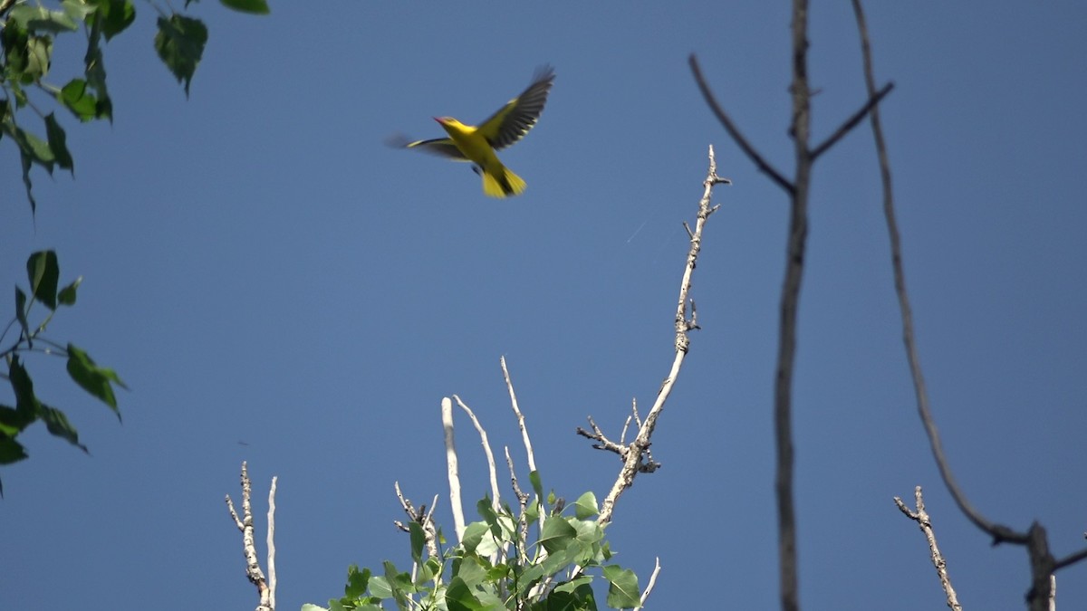 Indian Golden Oriole - ML635420206