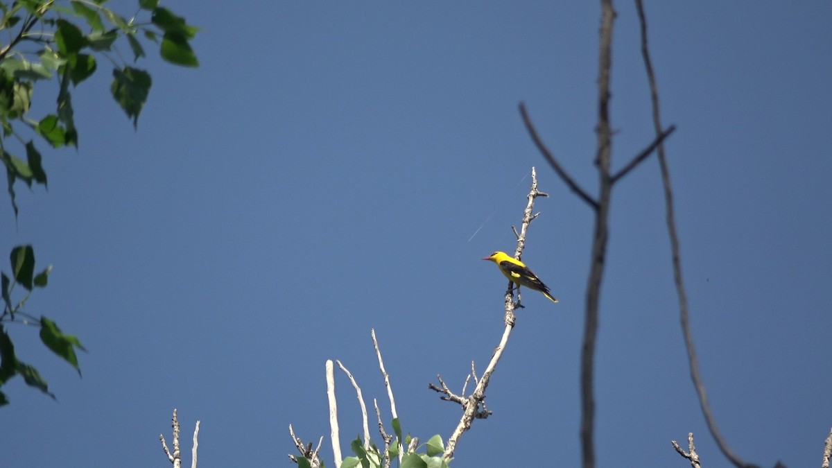 Indian Golden Oriole - ML635420207