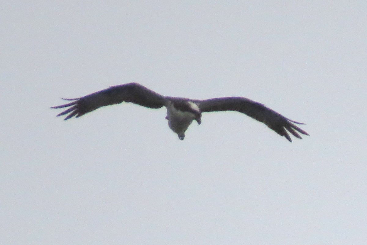 ミサゴ - ML635420236