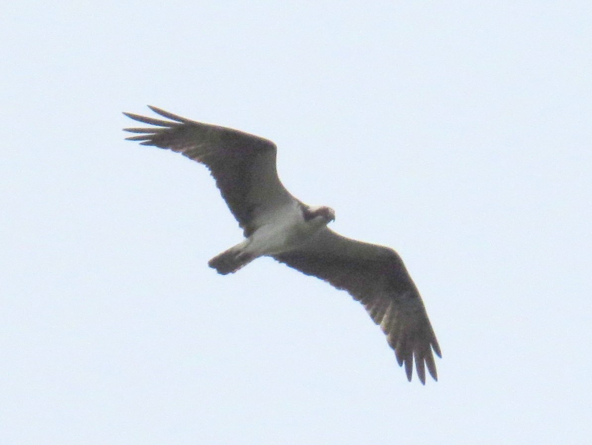 ミサゴ - ML635420238