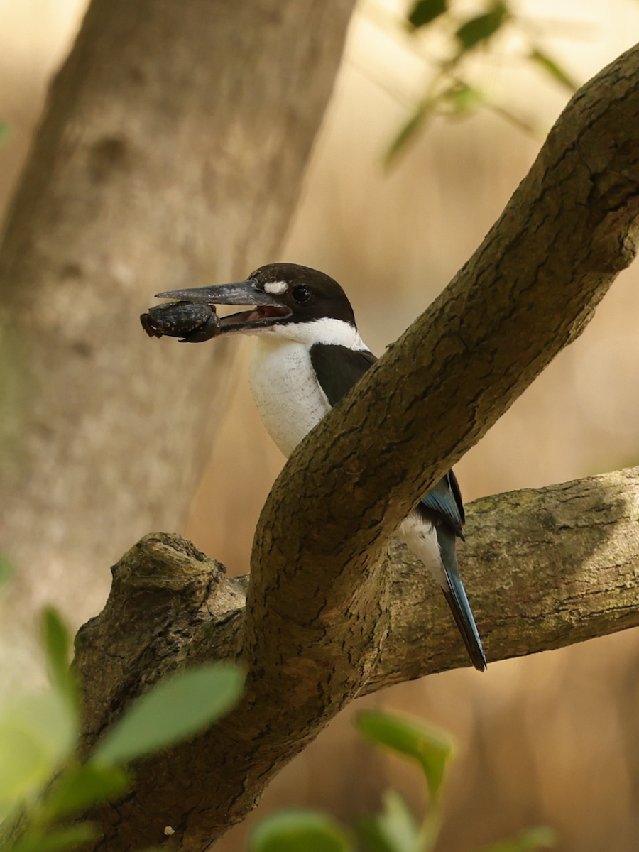 Torresian Kingfisher - ML635420269