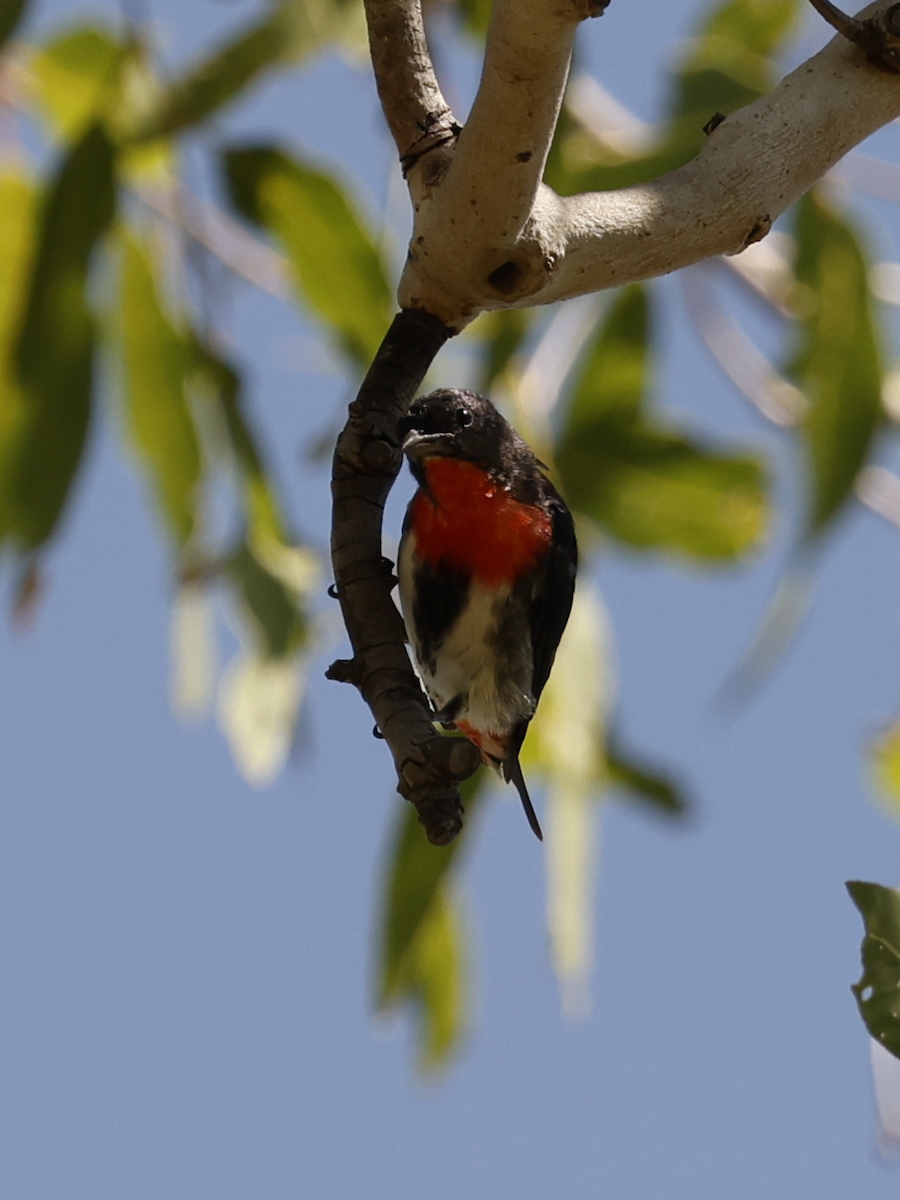 Mistletoebird - ML635420679
