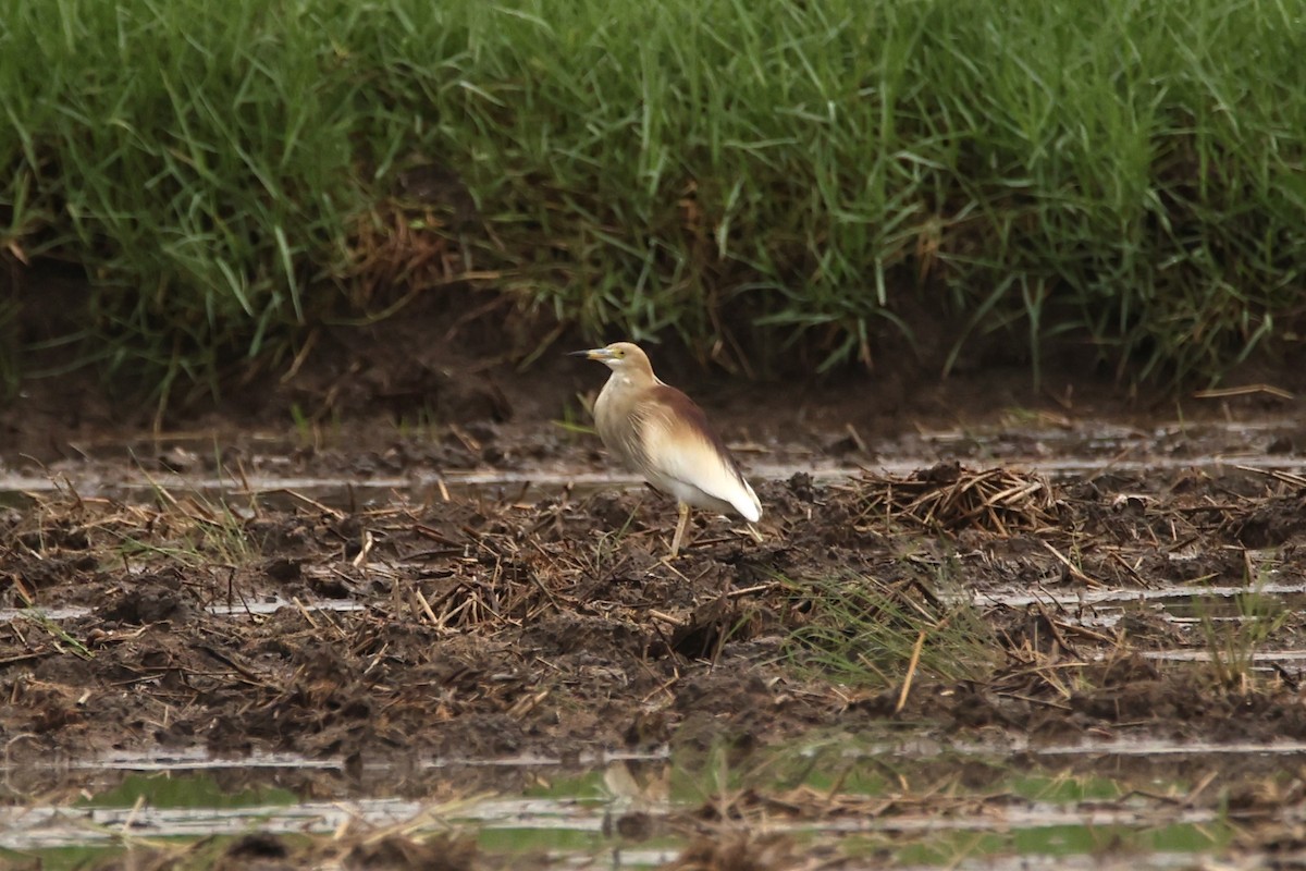 Paddyreiher - ML635420710