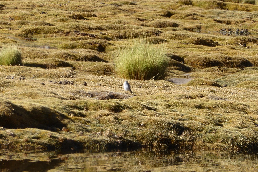 Rufous-naped Ground-Tyrant - ML635420741
