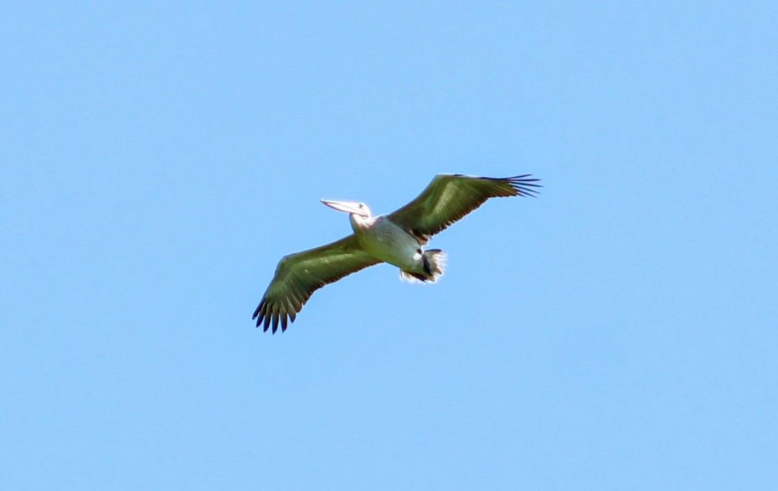 Spot-billed Pelican - ML635420743