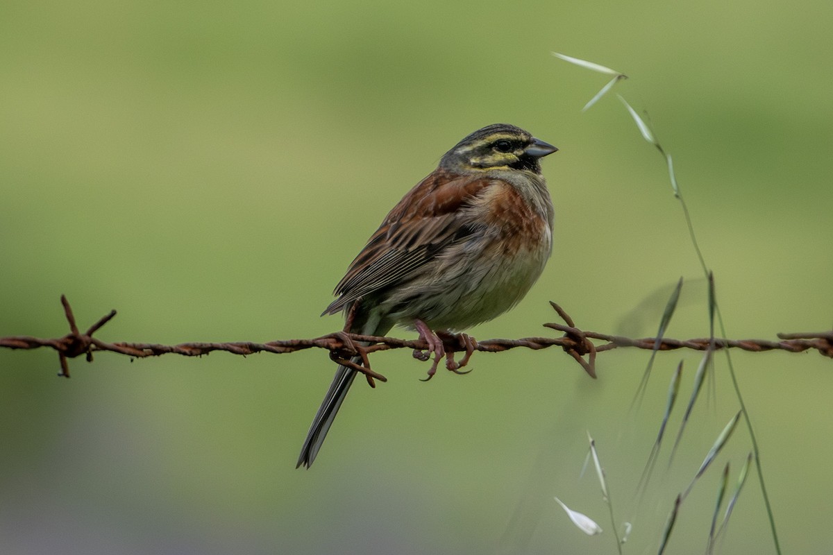 Hesi-berdantza - ML635420757