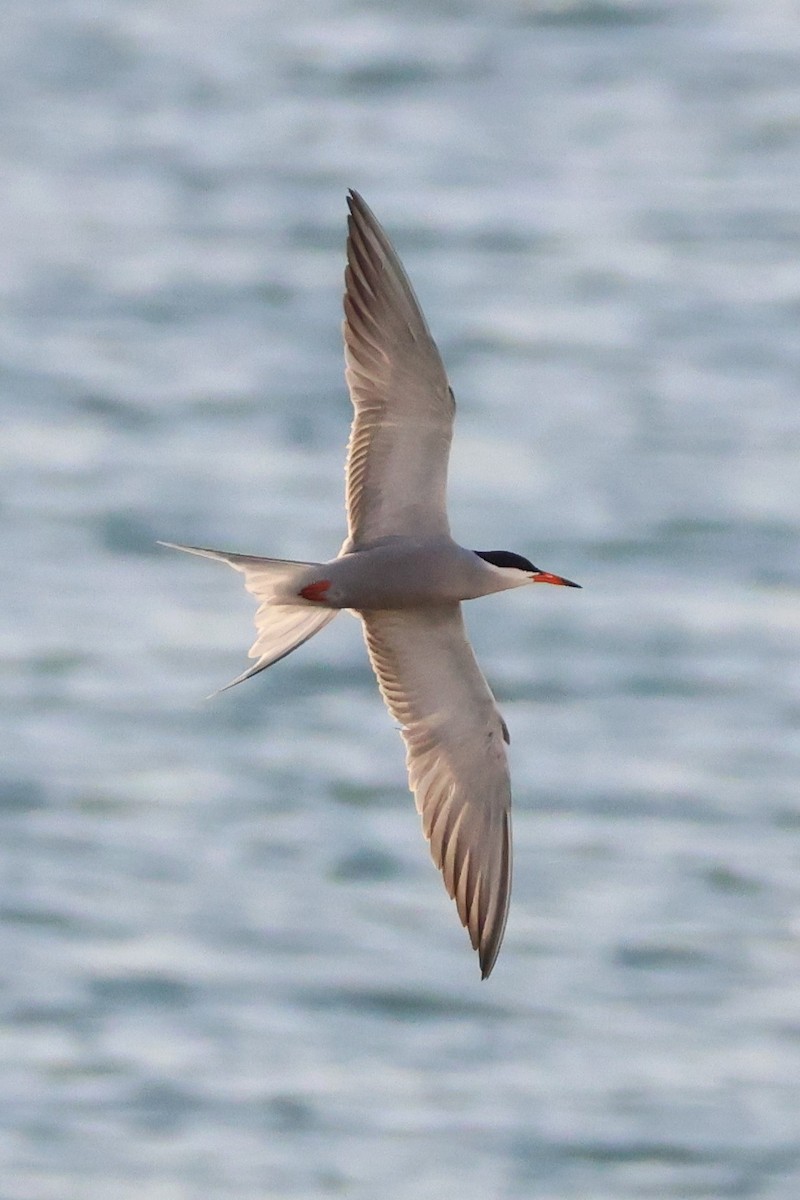 White-cheeked Tern - ML635420762