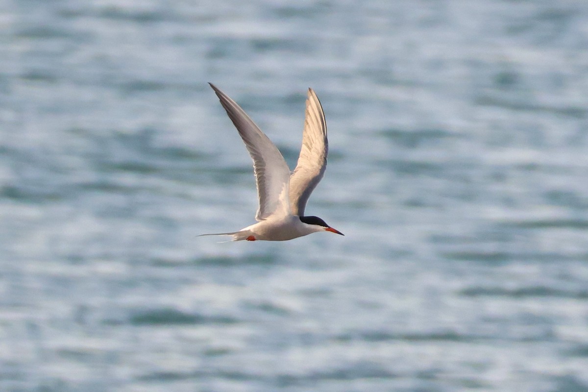 White-cheeked Tern - ML635420765