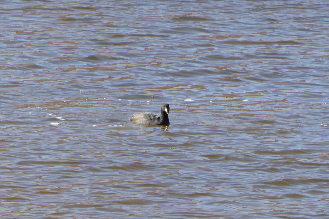 Horned Coot - ML635420845