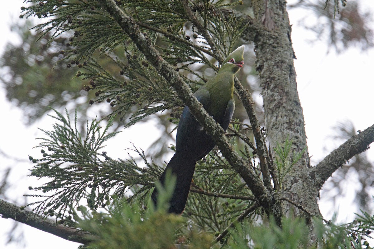 Knysna Turaco - ML635420900