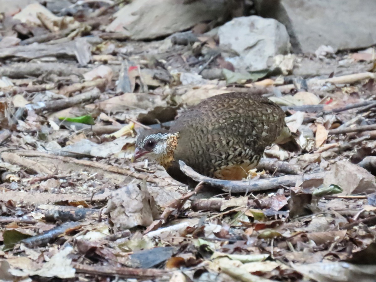 Scaly-breasted Partridge - ML635420928
