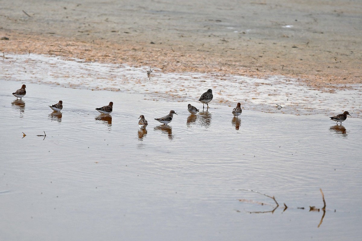 Sanderling - ML635420947