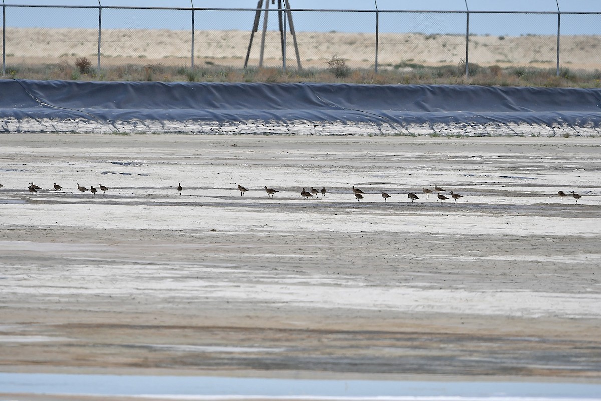 Eurasian Whimbrel - ML635420972