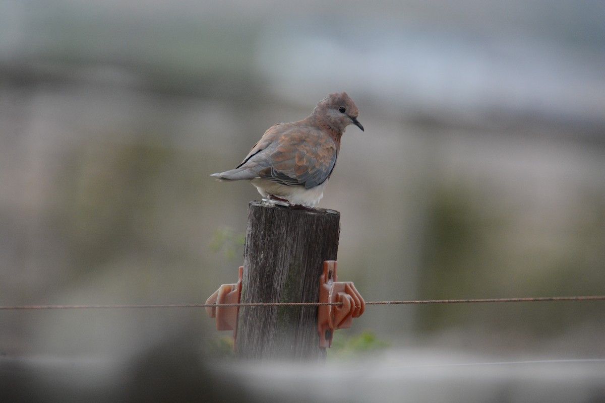 Laughing Dove - ML635421007