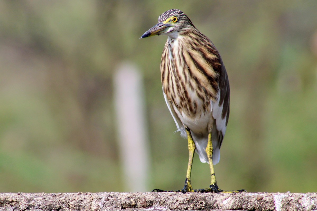Paddyreiher - ML635421051