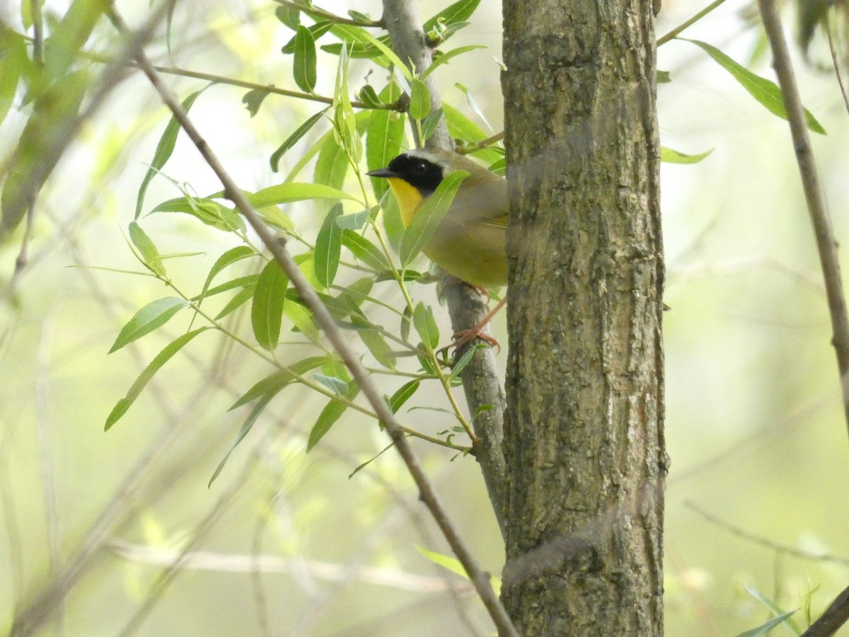 Paruline masquée - ML635421056