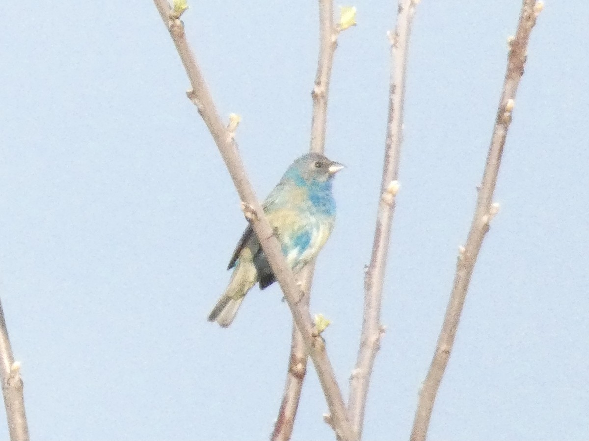 Passerin indigo - ML635421064