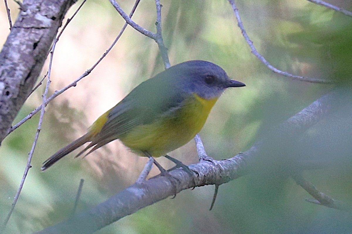 Eastern Yellow Robin - ML635421099