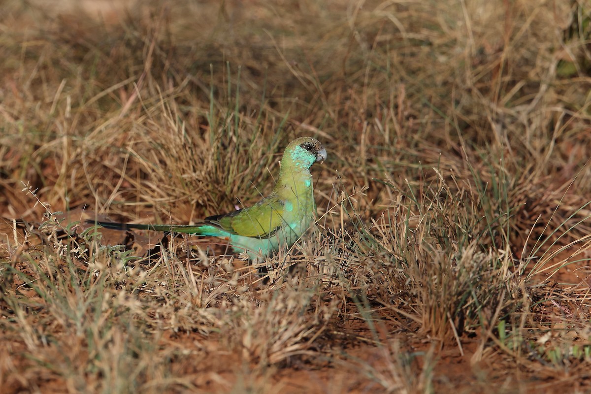 Hooded Parrot - ML635421103