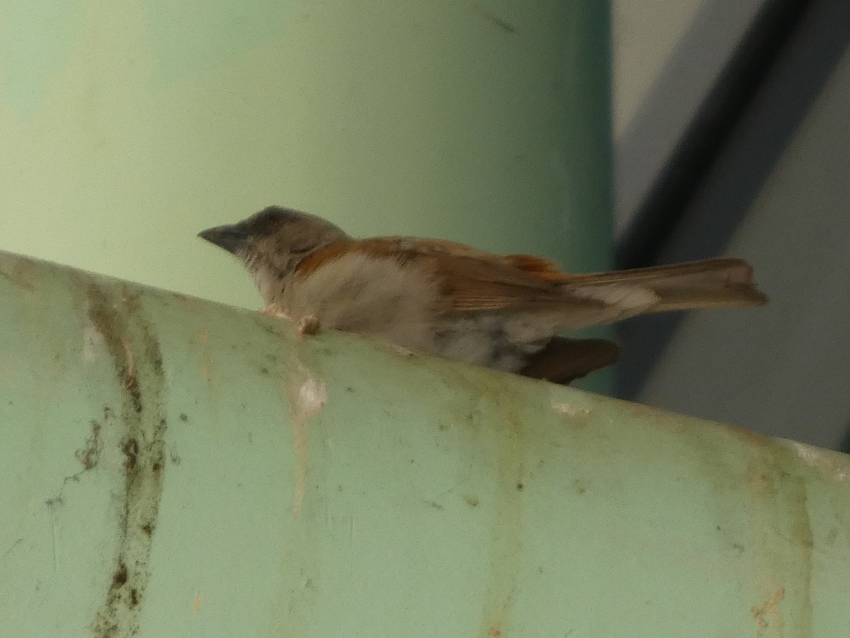 Northern Gray-headed Sparrow - ML635421112