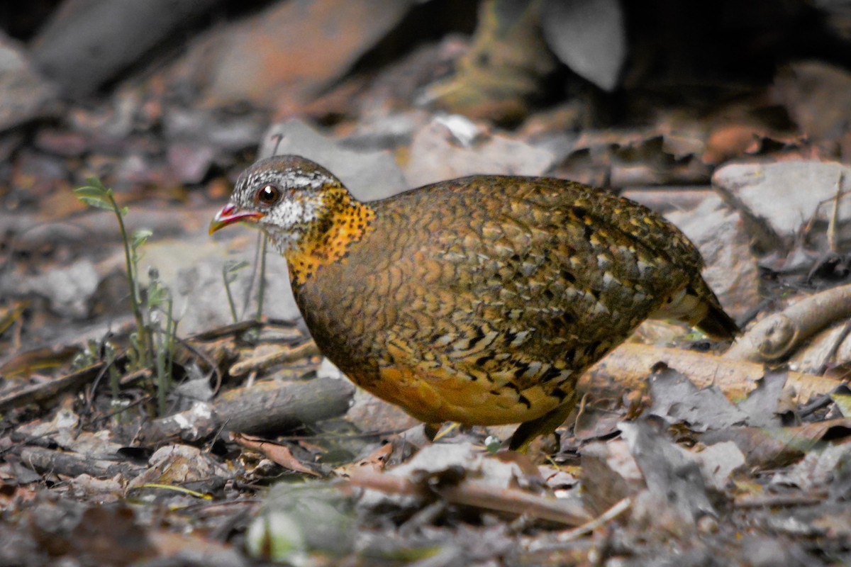 Scaly-breasted Partridge - ML635421133