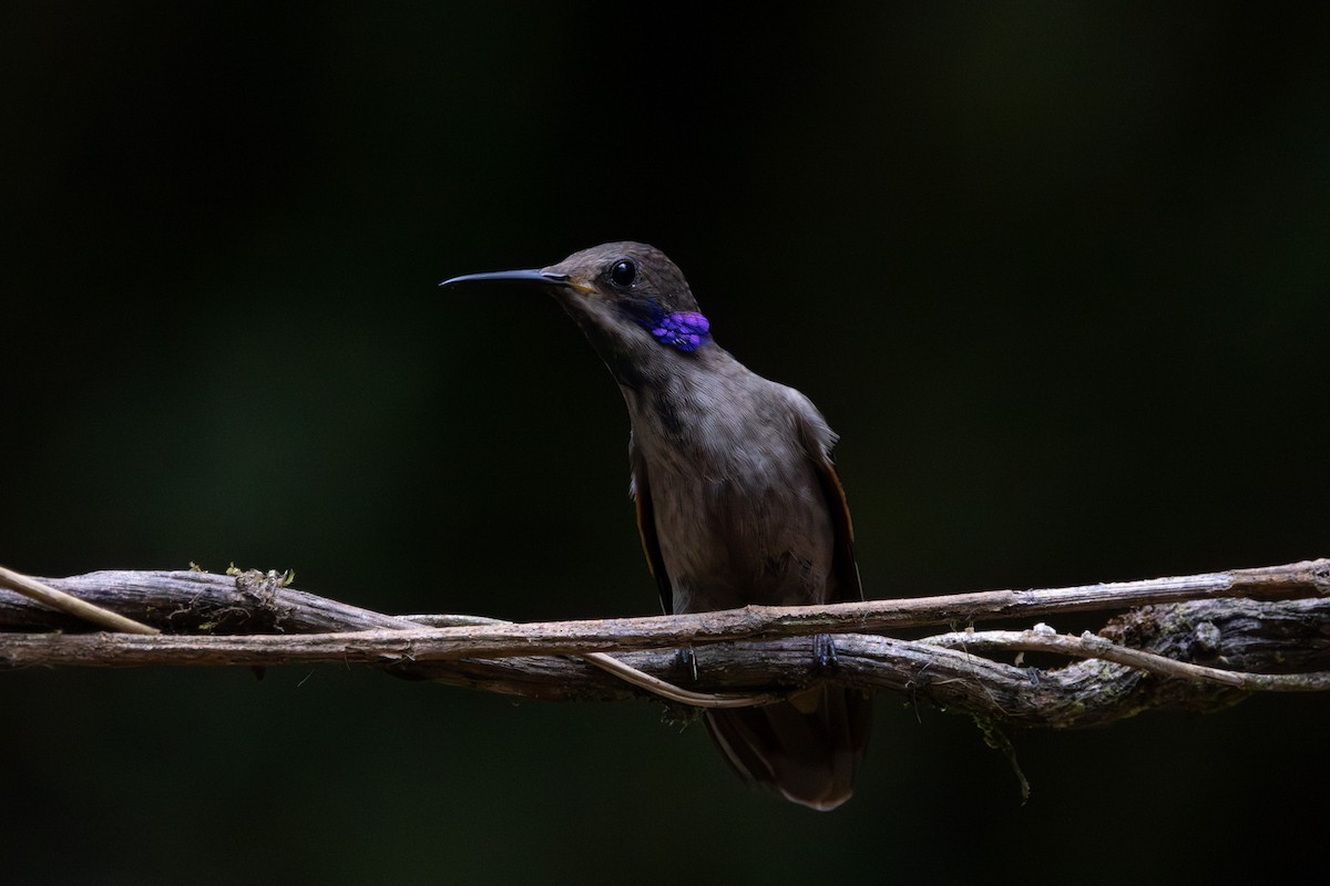 Brown Violetear - ML635421212