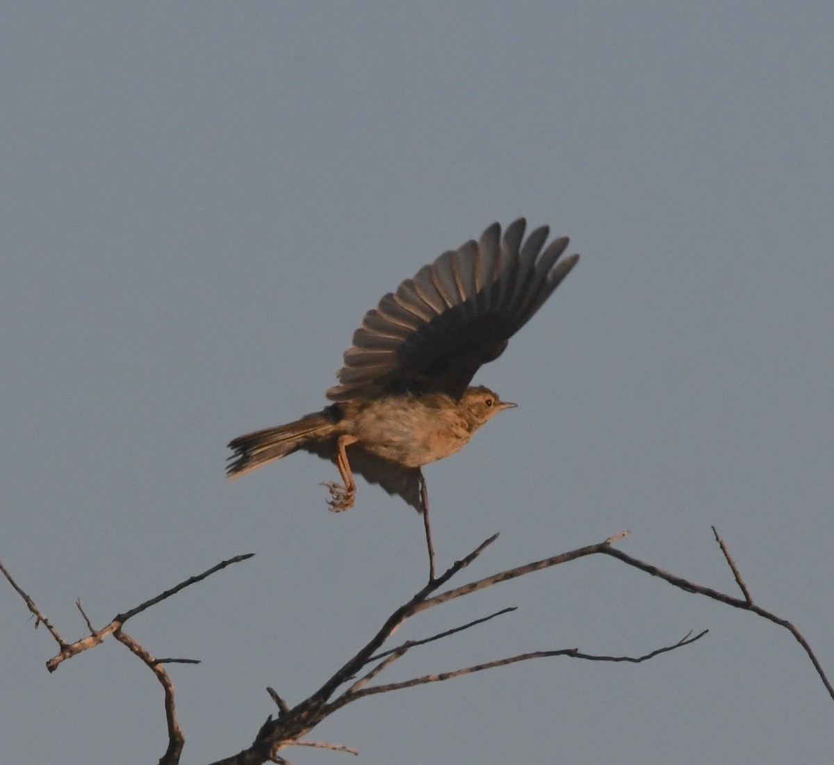 Plain-backed Pipit - ML635421268