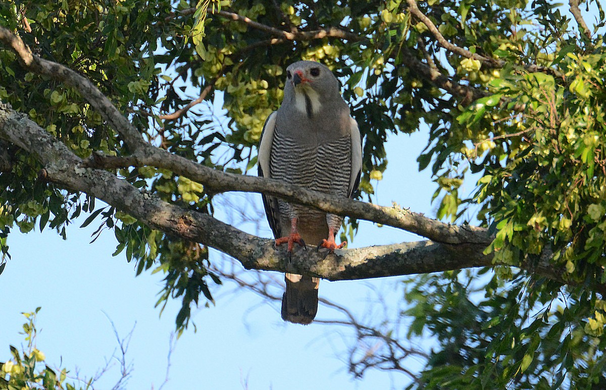 Lizard Buzzard - ML635421438