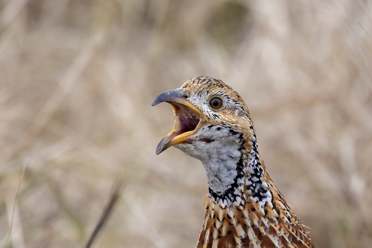 Orange River Francolin (Orange River) - ML635421450