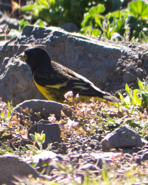 Yellow-rumped Siskin - ML635421587