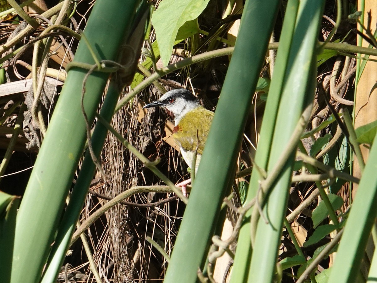 Gray-capped Warbler - ML635421627