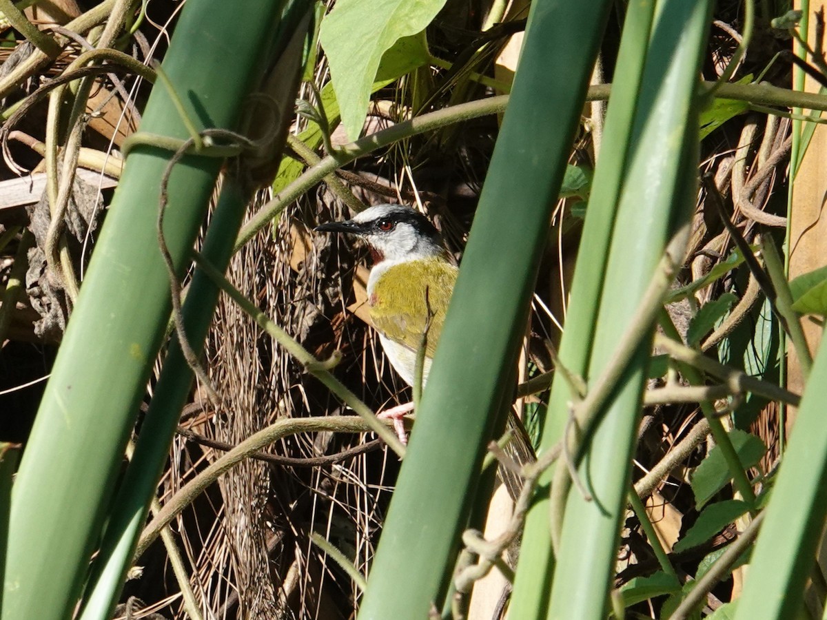 Gray-capped Warbler - ML635421629